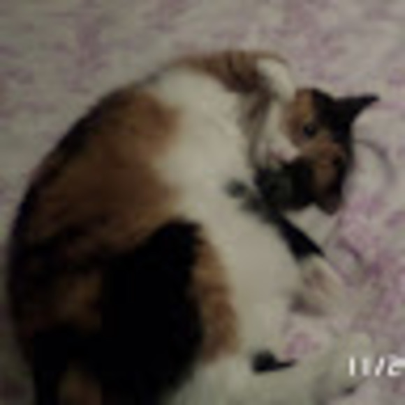 Meet your Posher, Linnea - Picture 1 of 1